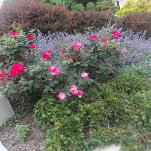 Meet your Posher, Amana